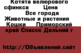 Котята велюрового сфинкса. .. › Цена ­ 15 000 - Все города Животные и растения » Кошки   . Приморский край,Спасск-Дальний г.